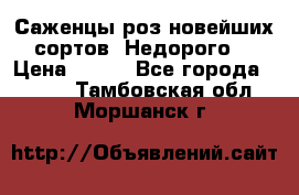 Саженцы роз новейших сортов. Недорого. › Цена ­ 350 - Все города  »    . Тамбовская обл.,Моршанск г.